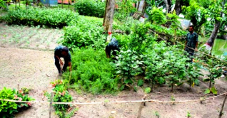 পতিত জমিতে সবজি-মাছ চাষ