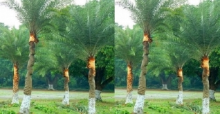 খেজুর গাছ পরিচর্যায় ব্যস্ত কুমিল্লার গাছিরা