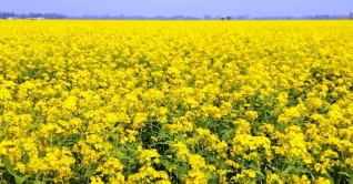 দিগন্তজুড়ে সরিষা ফুলের সমারোহ