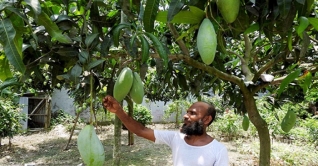 এক আমের ওজন চার কেজি! এক আমের ওজন চার কেজি!