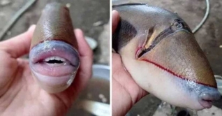 অবিকল মানুষের মতো দাঁত ও ঠোঁটের মাছ ধরা পড়ল