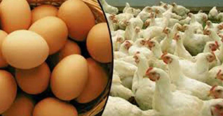 কাল থেকে সারাদেশে ডিম–মুরগি উৎপাদন বন্ধের ঘোষণা