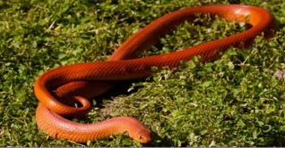 পঞ্চগড়ে পাওয়া গেল বিরল প্রজাতির রেড কোরাল