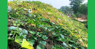 মেহেরপুরে চালকুমড়ো চাষ বাড়ছে