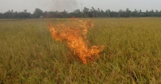 কৃষকদের উসকানি দিয়ে ধানে আগুন: খাদ্যমন্ত্রী কৃষকদের উসকানি দিয়ে ধানে আগুন: খাদ্যমন্ত্রী