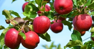 আপেল খাওয়ার যে বিষয়টি জানা জরুরি আপেল খাওয়ার যে বিষয়টি জানা জরুরি