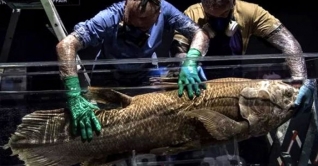 ৪২ কোটি বছর আগের মাছ জীবিত আবিষ্কার!