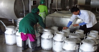 দুধের ৯৬ নমুনার মধ্যে ৯৩টিতে ক্ষতিকর উপাদান দুধের ৯৬ নমুনার মধ্যে ৯৩টিতে ক্ষতিকর উপাদান
