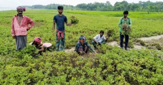 বাদামের বাম্পার ফলনে কৃষকদের মুখে হাসি