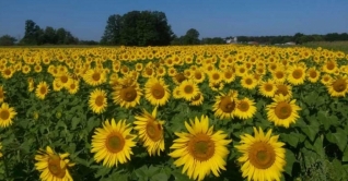 ধানের চেয়ে সূর্যমুখি চাষে লাভ বেশী ধানের চেয়ে সূর্যমুখি চাষে লাভ বেশী