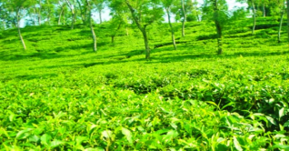 সবুজ চায়ের সমাহার পঞ্চগড়