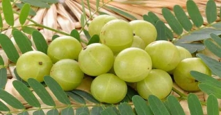 শীতে খান আমলকি, জেনে নিন উপকারিতা শীতে খান আমলকি, জেনে নিন উপকারিতা