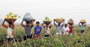 কুমিল্লায় বাঙ্গি চাষ করে স্বাবলম্বী কৃষকরা