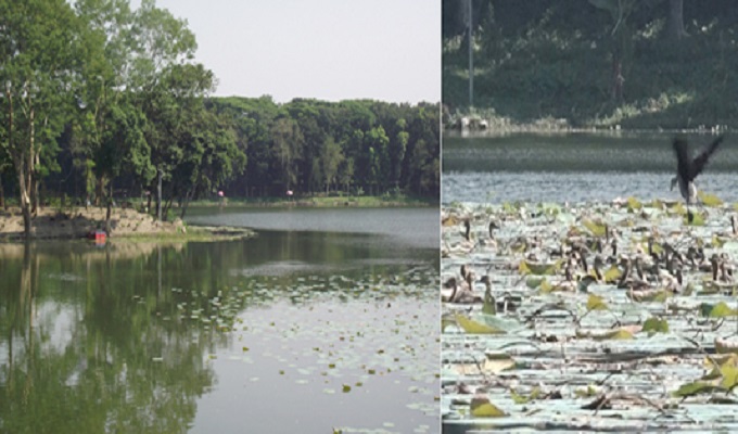 বরিশাল: দূর্গাসাগর দীঘি অতিথি পাখির কলকাকলিতে মুখর