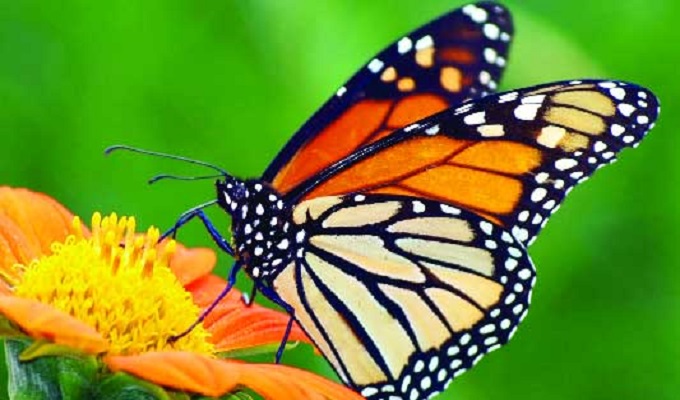 সরিষাবাড়িতে প্রজাপতি ও প্রকৃতি সংরক্ষণ পার্ক উদ্বোধন