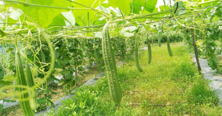 যশোরে মালচিংপদ্ধতিতে সবজি চাষ