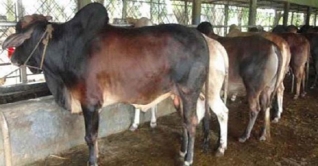 ভোলায় কোরবানীর পশুর মজুদ পর্যাপ্ত