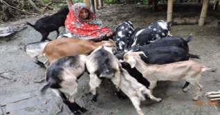 ‘ব্ল্যাক বেঙ্গল’ ছাগল পেলে দিন ফিরেছে বিলকিসের ‘ব্ল্যাক বেঙ্গল’ ছাগল পেলে দিন ফিরেছে বিলকিসের