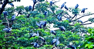 যে দুটি গ্রামে পাখির কিচিরমিচির শব্দে ঘুম ভাঙে