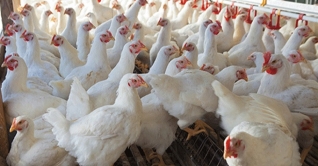 শবেবরাতের আগে আরেক দফা মুরগির দাম বৃদ্ধি শবেবরাতের আগে আরেক দফা মুরগির দাম বৃদ্ধি