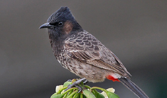 বাংলাদেশের পাখি: আমাদের বন্ধু পাখি বুলবুলি