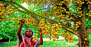 শেরপুরের পাহাড়ে ডালে-ডালে ঝুলছে লটকন