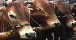 রাজধানীতে কোরবানির পশুর হাট শুরু ১৭ জুলাই