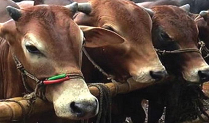 ফাইল ছবি।