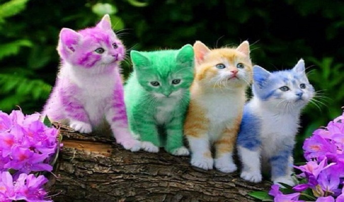 ছবি: সংগৃহীত  