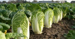 আলসারের কড়া দাওয়াই শীতের বাঁধাকপি আলসারের কড়া দাওয়াই শীতের বাঁধাকপি