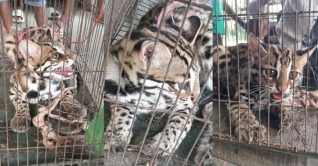 চাঁদপুরে ধরা পড়ছে বিরল প্রজাতির ৩টি প্রাণি চাঁদপুরে ধরা পড়ছে বিরল প্রজাতির ৩টি প্রাণি