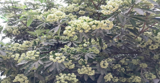 নগরে ফুটেছে ছাতিম, হেমন্তের বাতাসে মিষ্টি ঘ্রাণের ছোঁয়া