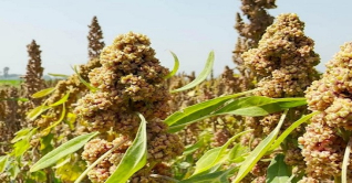 দিনাজপুরে চাষ হচ্ছে কেনোয়া ও চিয়া সীড