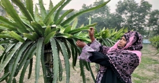 ড্রাগন ফল চাষ করে নাছিমা বেগমের স্বপ্ন পূরণ
