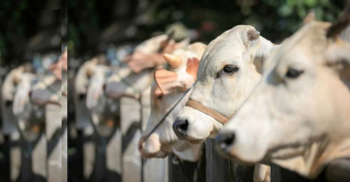 বৃষ্টিতেও জমজমাট রাজধানীর পশুর হাট বৃষ্টিতেও জমজমাট রাজধানীর পশুর হাট