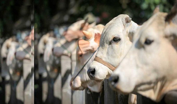 ছবি: সংগ্রহিত।