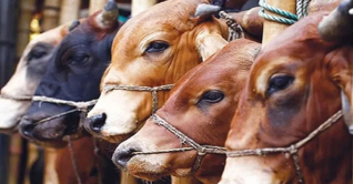 পশুর হাটে নিরাপত্তা জোরদারে পুলিশ ক্যাম্প, সিসিটিভি
