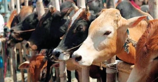 বরিশালে অনলাইনে জমে উঠেছে কোরবানির পশুর হাট