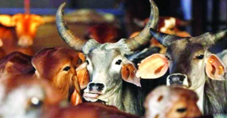 ঈদ সামনে, রাজধানীর পশুর হাটে জমে উঠছে বেচাকেনা