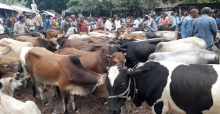 কোরবানির পশুর চামড়ার দাম নির্ধারণ করেছে সরকার