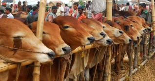 বৃষ্টির কারণে রাজধানীর হাটে গরুর দাম পড়ে গেছে