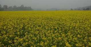 দক্ষিণ-পশ্চিমাঞ্চলের ৬ জেলায় প্রায় ৫৪ হেক্টর জমিতে সরিষার চাষ হবে