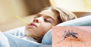 ২৪ ঘন্টায় সারাদেশে ডেঙ্গু আক্রান্ত ২৪ জন