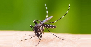 একশ’র নিচে নামল ডেঙ্গু রোগীর সংখ্যা
