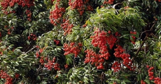 দিনাজপুরে লিচুর বাম্পার ফলন, বাগান মালিকেরা খুশি দিনাজপুরে লিচুর বাম্পার ফলন, বাগান মালিকেরা খুশি