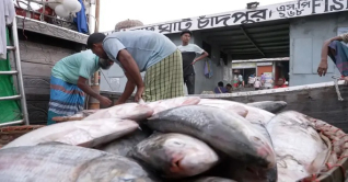 ইলিশ স্বল্পতা ও রেকর্ড দামের মধ্যে ভারতে রপ্তানির অর্থ কী?