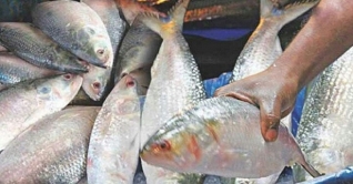বাঙালিদের কাছে আজও খুব জনপ্রিয় মাছ ইলিশ