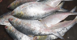 ভোলায় ৭৮ ভাগ ইলিশ উৎপাদন বৃদ্ধি পেয়েছে