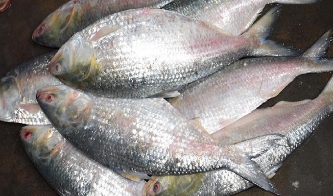 ফাইল ছবি।