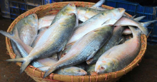 ইলিশের সরবরাহ বেশি হলেও দাম চড়া